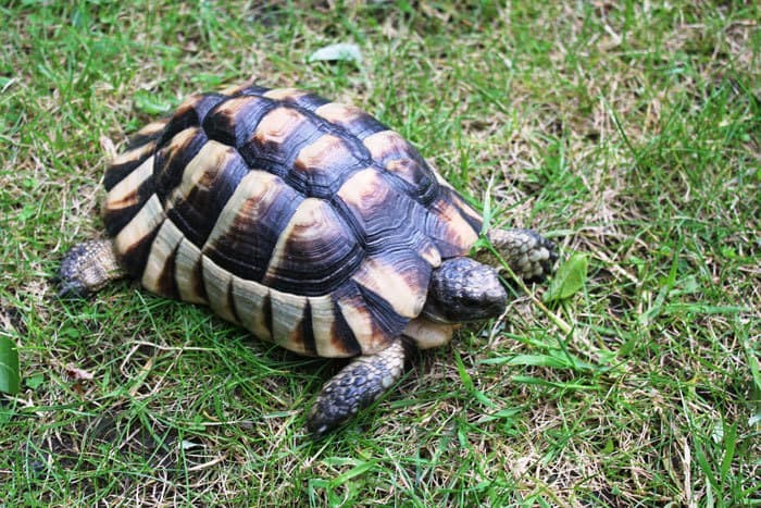 Marginated Tortoise - 10 Best Pet Tortoise Breeds