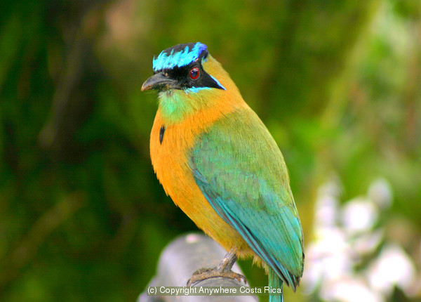 400x-5-blue-crowned-motmot1.jpg