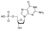 Χημική δομή της Μονοφωσφορικής δεοξυγουανοσίνης
