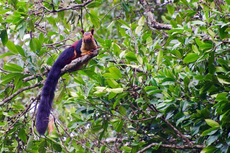 Image shows an Indian giant squirrel perching on a tree branch