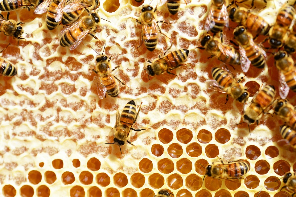 蜂蜜蜂蠟