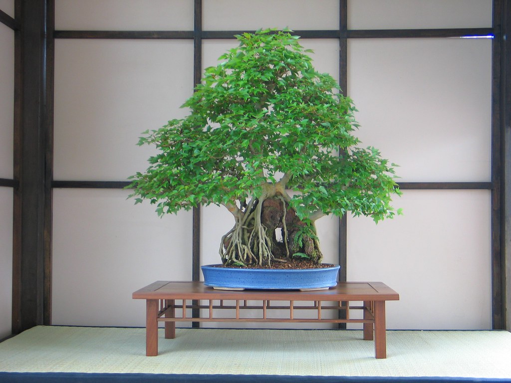 Bonsai Styles - A Detailed Guide for Beginners