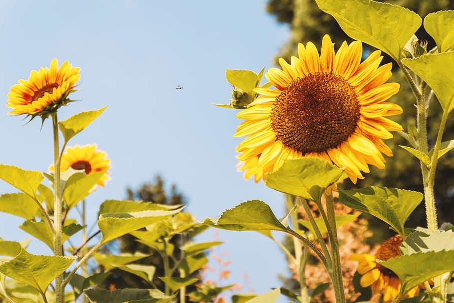 garden, sunflowers, summer., detail, sunflower, flower, flowering plant, plant, growth, freshness, yellow, fragility, flower head, nature, vulnerability, petal, close-up, beauty in nature, plant part, leaf, animal wildlife, animal, inflorescence, animal themes, no people, pollen, outdoors, pollination, springtime, 5K