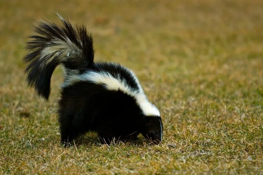 Skunks
