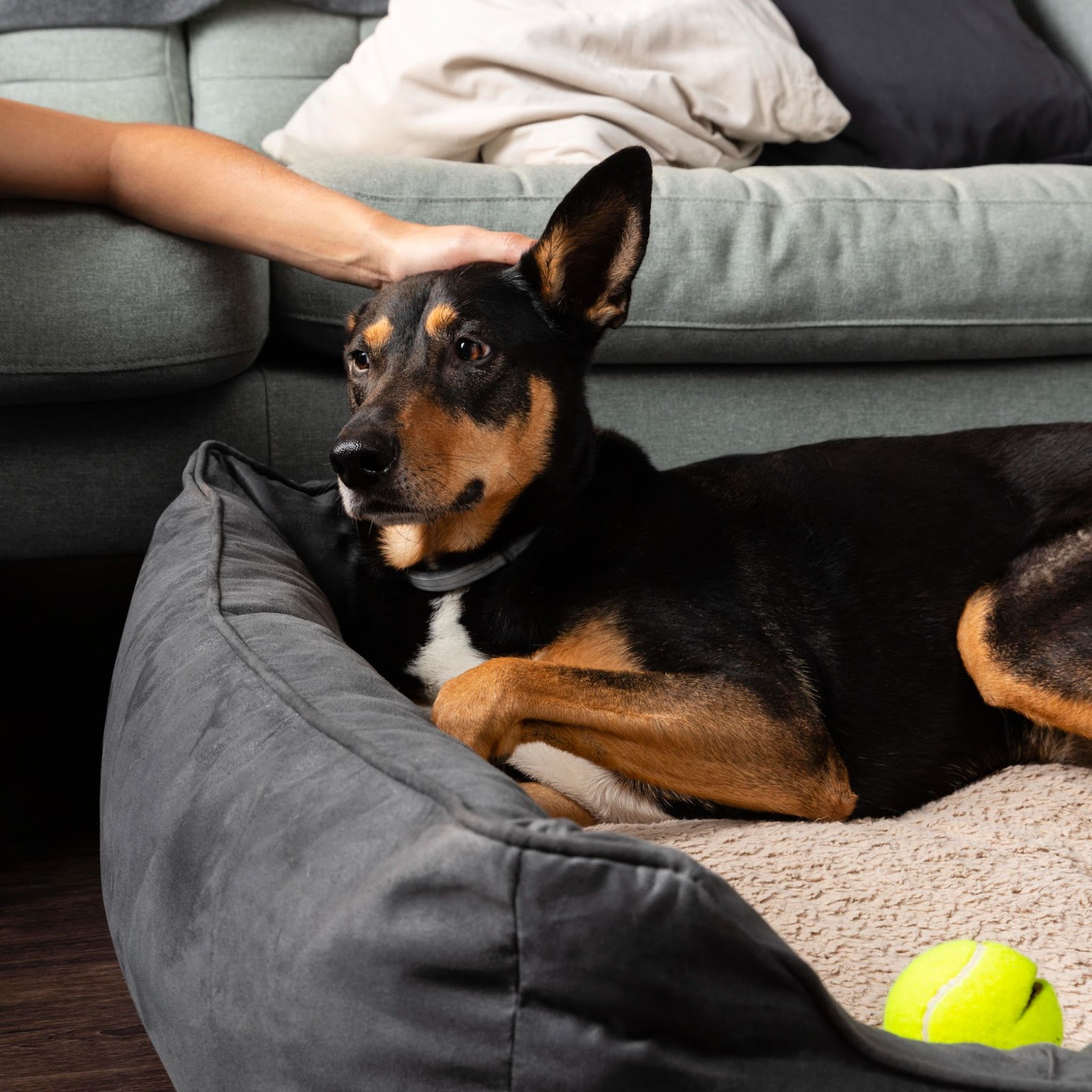 Cojines y Colchonetas para Perros: Los 10 Mejores