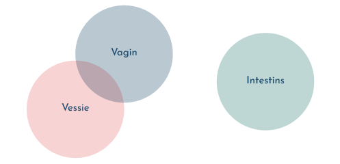 Bien qu'il y ait des échanges entre la vessie et les microbiomes vaginaux, il y en a très peu avec le microbiome intestinal.