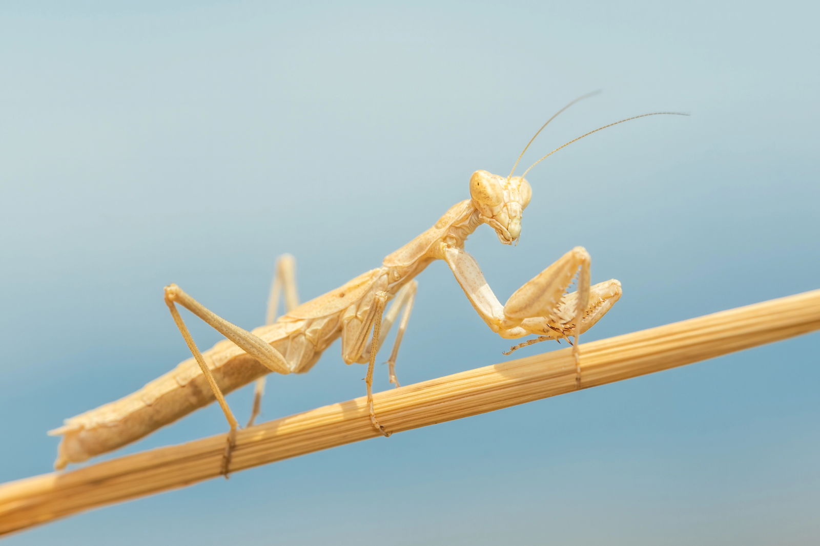 Do Praying Mantises Shed Their Skin