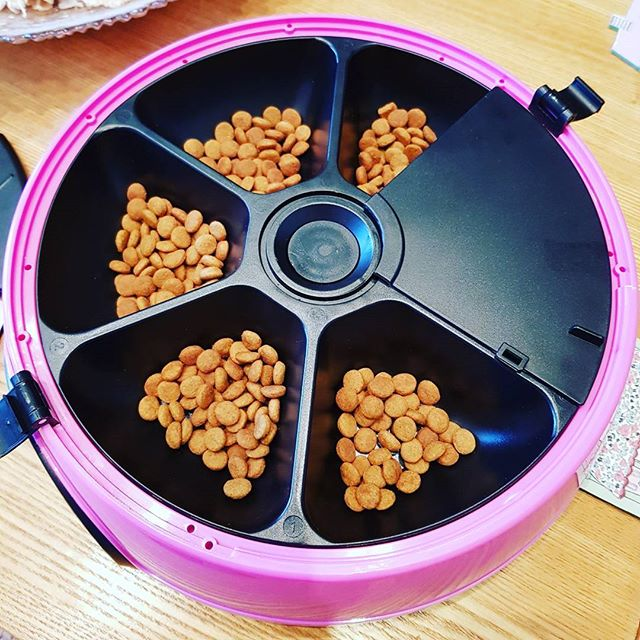 automatic cat feeder