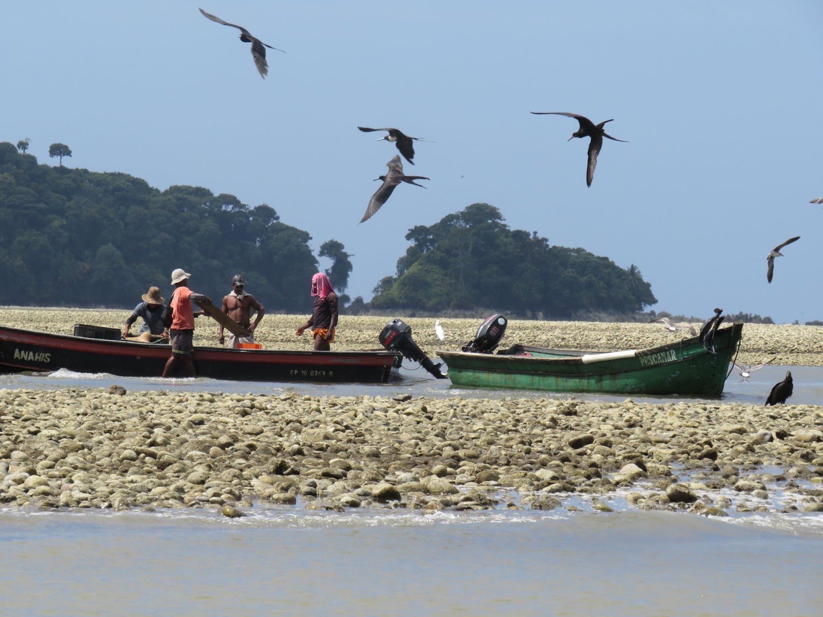 frigate birds flying above some fishermen in Choco, Colombia. 