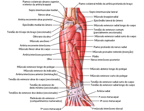 Músculos do compartimento posterior do antebraço. 