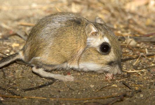 http://faculty.ucr.edu/~chappell/INW/mammals/SKR020.jpg