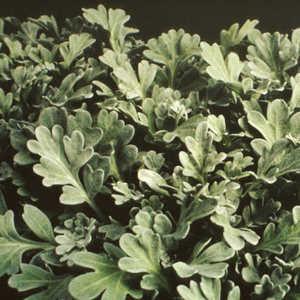 Image result for artemisia silver cascade
