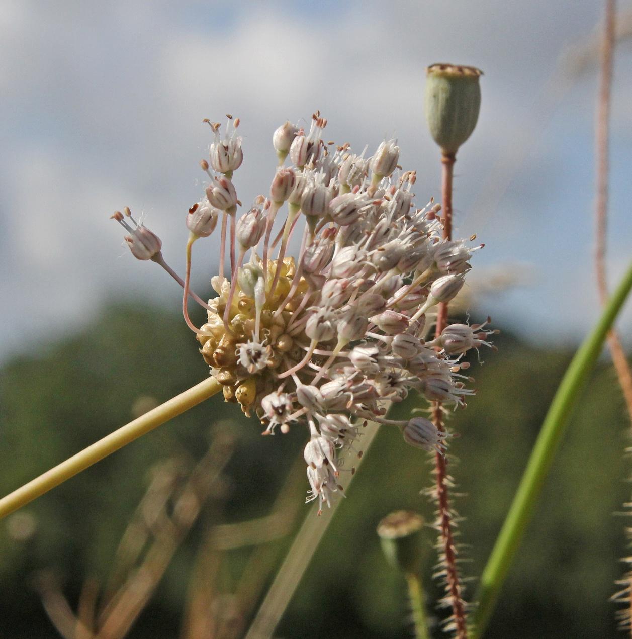 C:\Users\user\Pictures\UK Plants\Allium ampeloprasum var bulbiferum 7230 (2).JPG