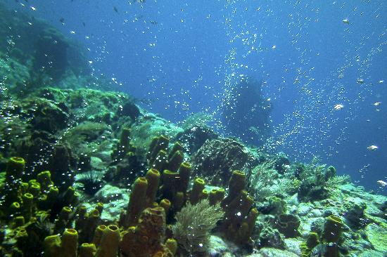 Caribbean Diving