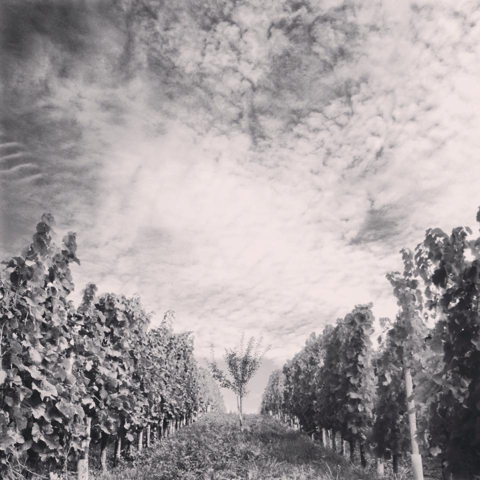 photot d'une vigne palissée (arbre fruitier planté au centre pour augmenter la biodiversité)