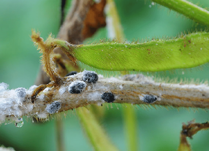 Esclerócios de Sclerotinia sclerotiorum, agente causal do mofo branco em haste de soja. Estruturas permanecem viáveis no solo por longos períodos