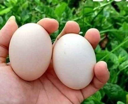 bảo quản trứng gà