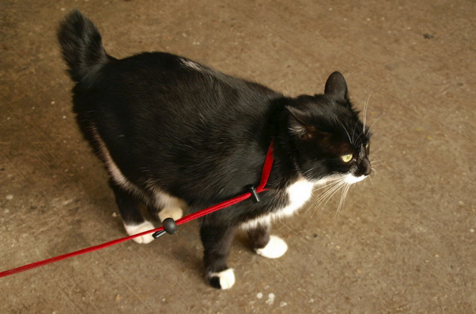 cat constantly wear a harness