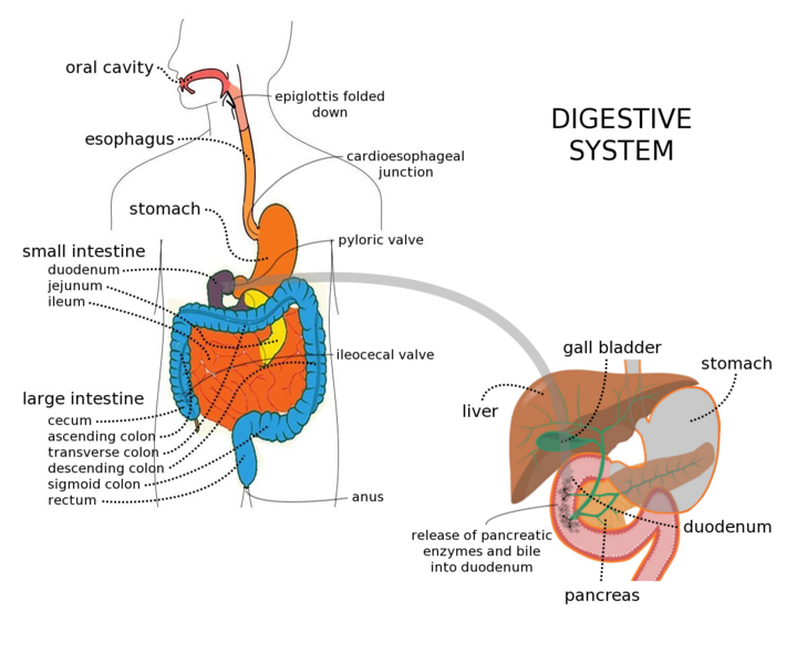 A detailed picture of the digestive system