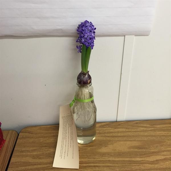 Hyacinth from Ms Schofield 