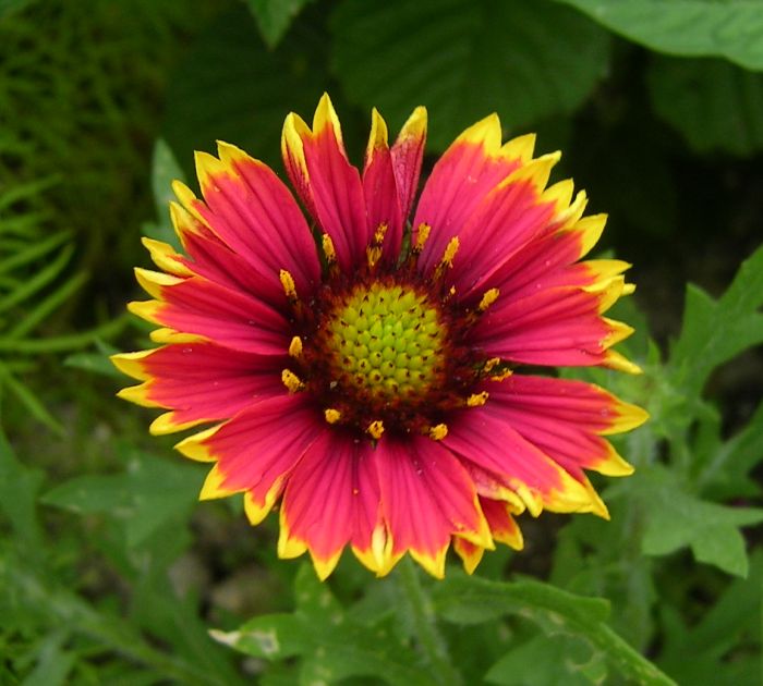 Gaillardia4.jpg