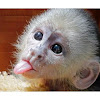 Baby Spider Monkey For Sale