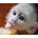 Baby Spider Monkey For Sale