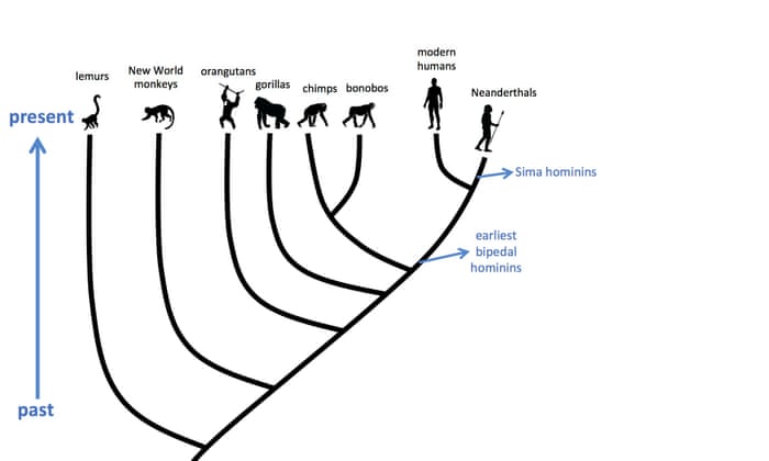 Image result for the sixth extinction human neanderthal chimpanzee dna