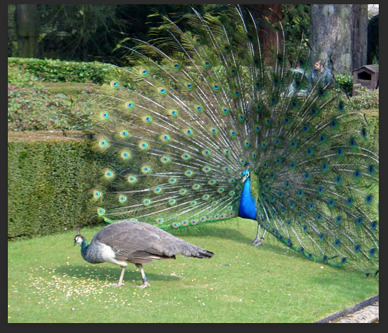 Photograph of a male and female peacock.