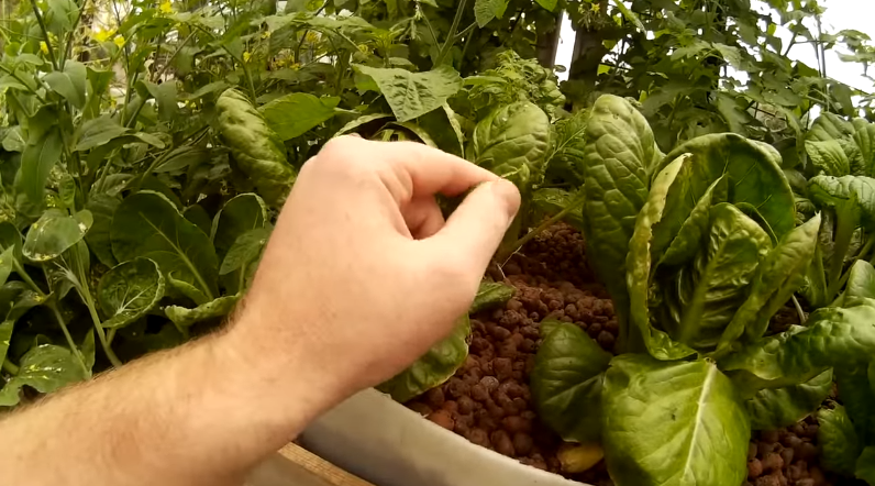 Hand inspecting lettuce growth