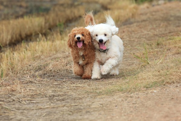 deux chiots cours ensemble