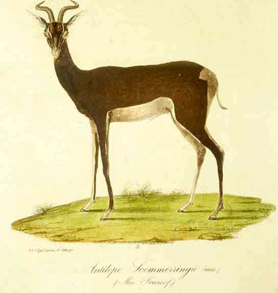 Soemmerring's gazelle from Cretzschmar's original description. The horn shape is especially characteristic for this species