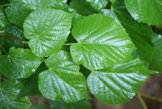 Tilia platyphyllos.jpg