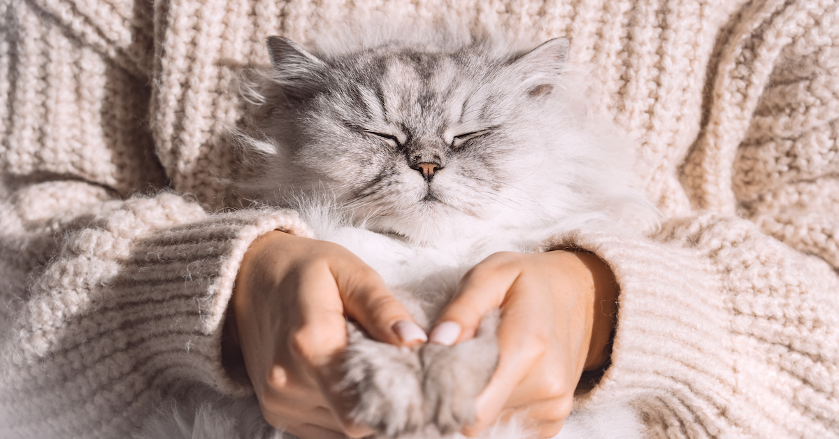 Pourquoi Mon Chat Cligne Des Yeux