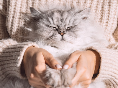 [Je voulais le plus] chat qui cligne des yeux 301330-Chat qui cligne des yeux signification