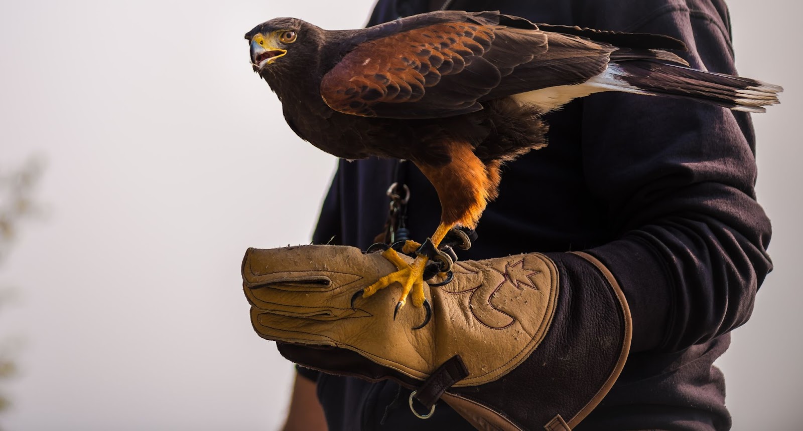 Bird of Prey sitting on a leather glove