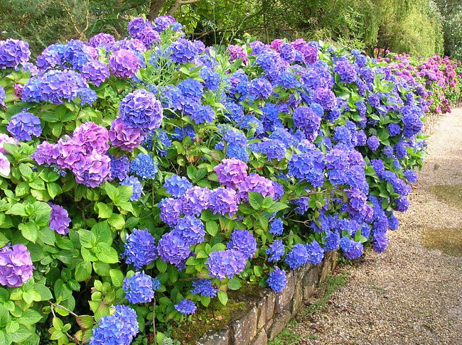 poisonous plants, life-threatening