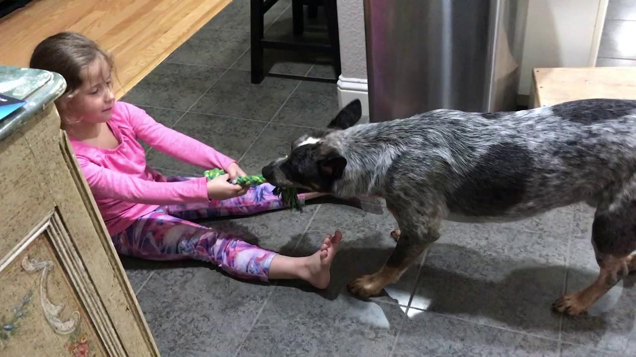 Blue Heeler Playing with Child - YouTube