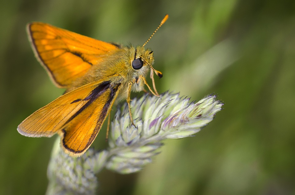 Mariposa, Natureza, Inseto, Besouro, Inseto, Macro