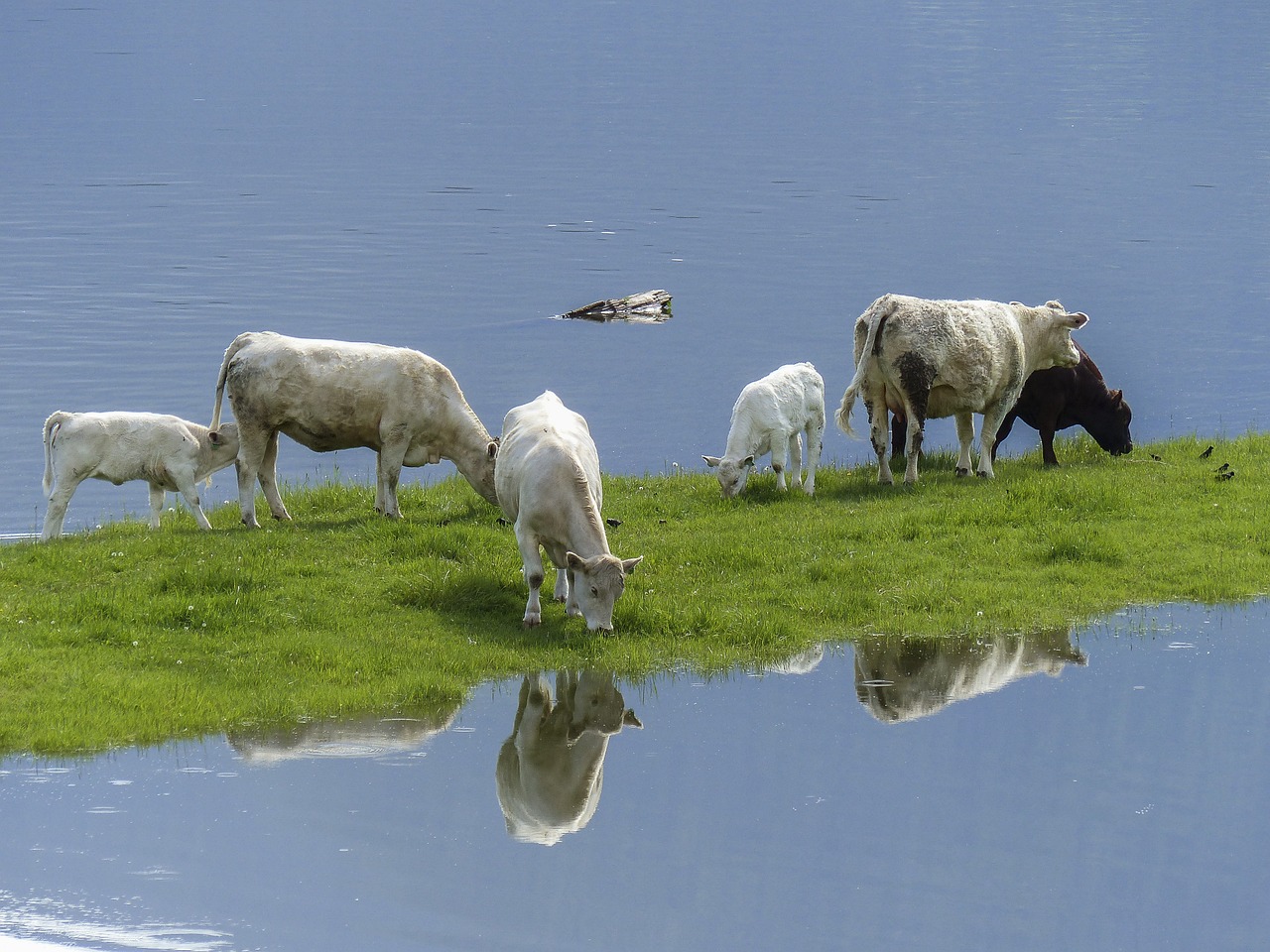 Flooded farm with grazing cows