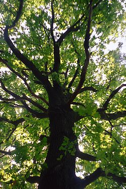 250px-Crooked_branches_of_Quercus_robur.jpg