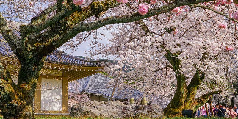 Kuil Daigo-Ji