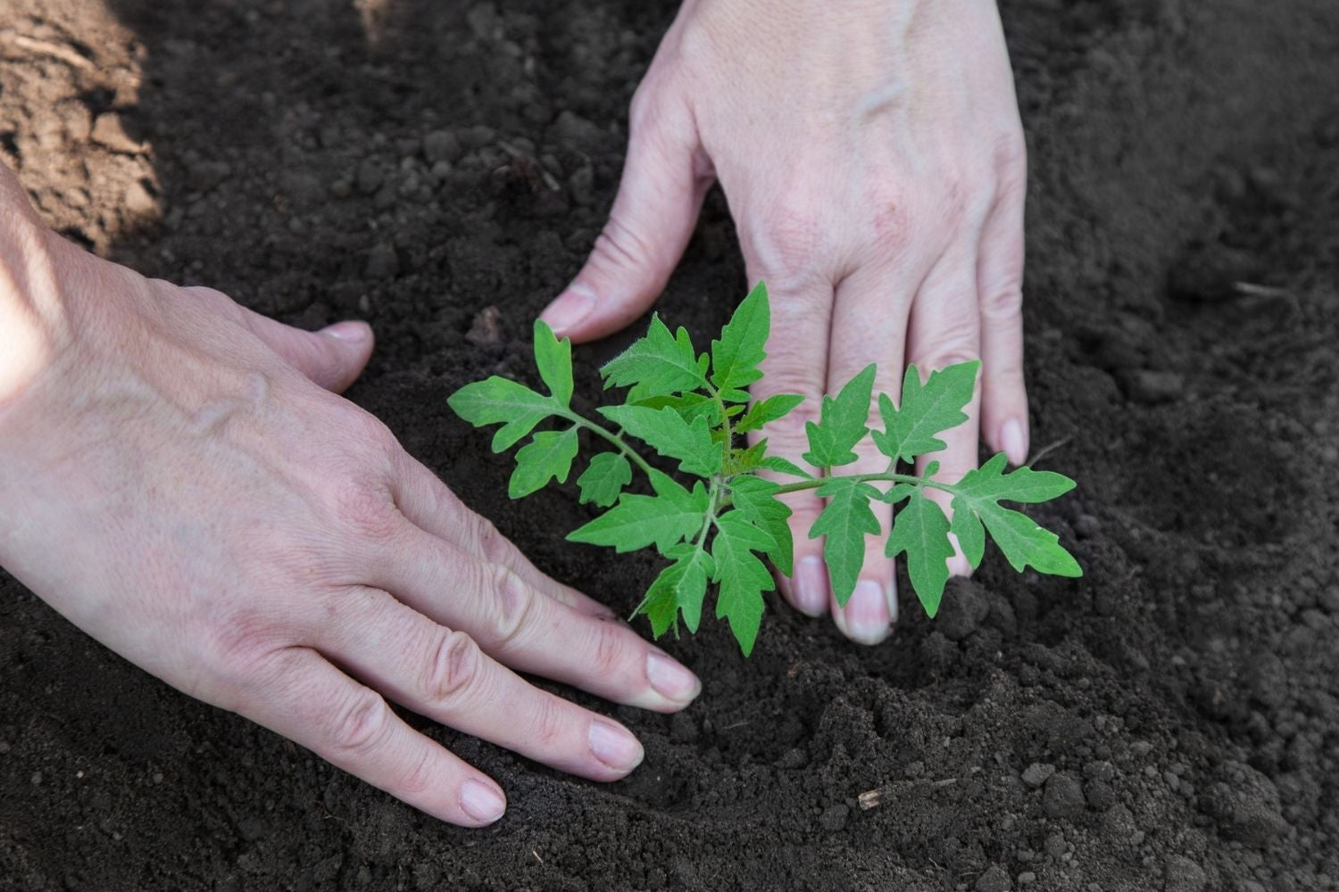 Ensure soil temperatures are between 70-80°F or 21-27°C
