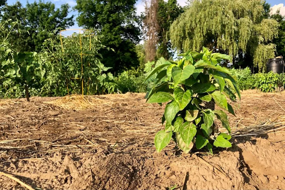 Supporting pepper plants improves air circulation and access to sunlight