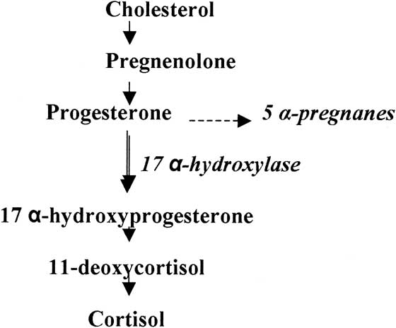 Biosynthesis of progestins and cortisol by equine fetal adrenals in late gestation.