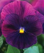 http://www.stokeseeds.com/uploads/product/57362/medium3630.jpg