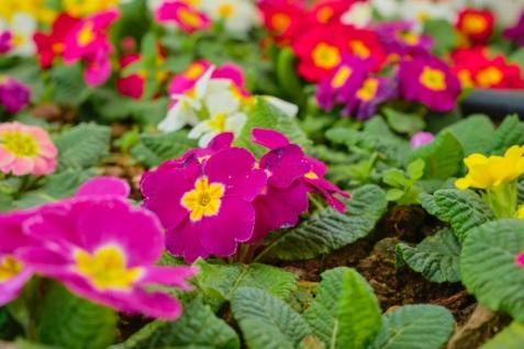 C:\Users\SONY\Desktop\примула\primula-first-spring-flowers-closeup-selective-focus-on-blooming-primrose-background-idea-or-creative-for-a-card-for-earth-day-or-world-women-s-day.jpg
