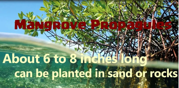 Red Mangrove Propagule - salt water plant aquarium
