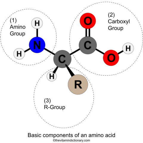 Amino acids explained through a diagram of amino, carboxyl and R groups