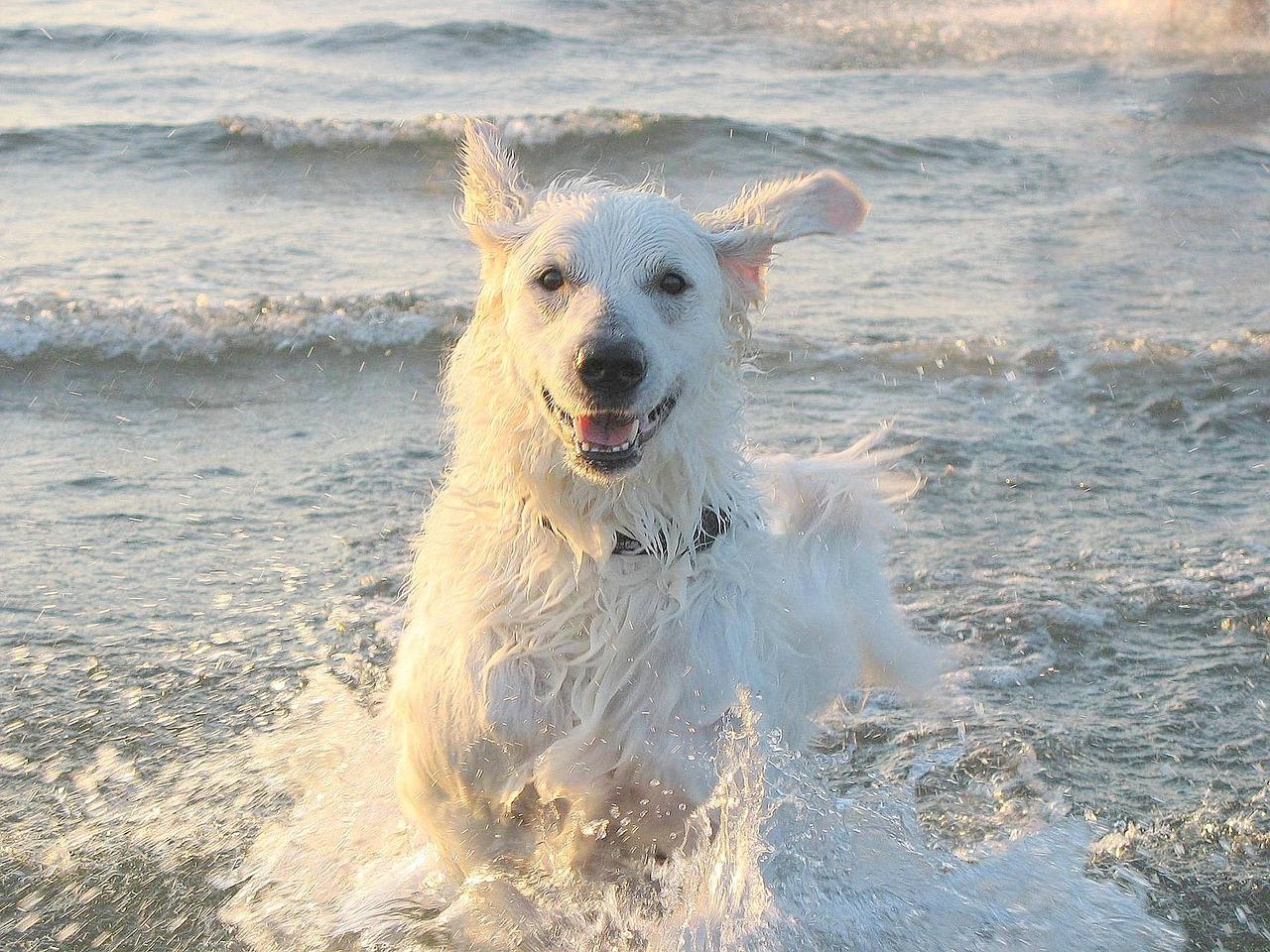 Kuvasz:
